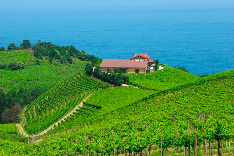 Txakoli vineyards overlooking the Cantabrian Sea in the Basque Country, Spain