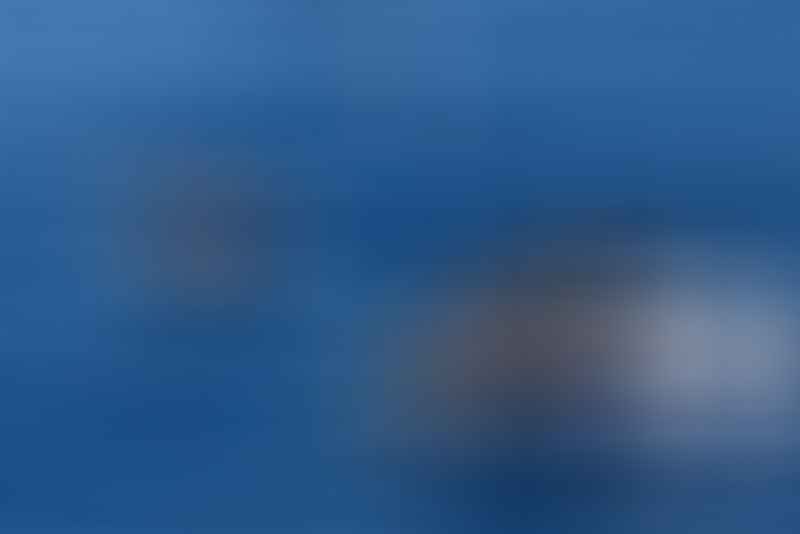 Several dolphins swim and leap above the surface of deep blue ocean water under daylight.