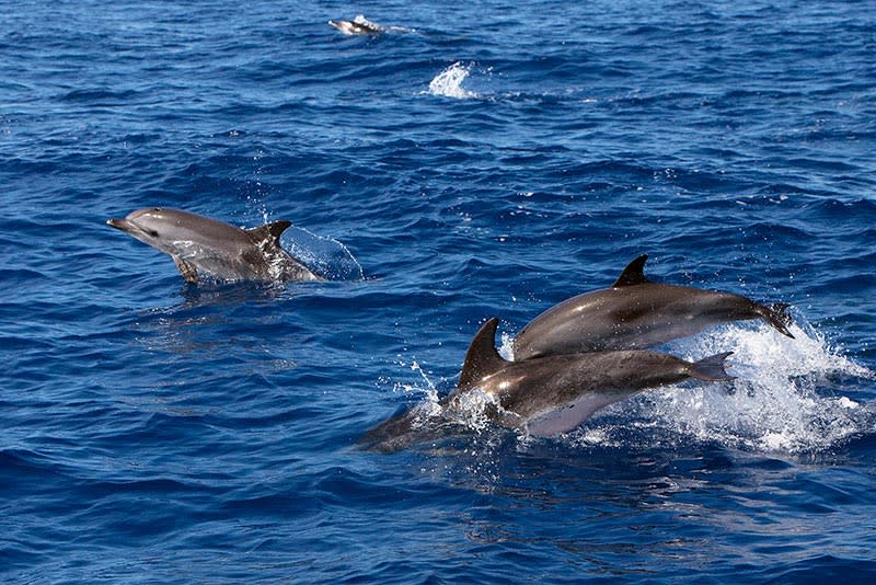 Several dolphins swim and leap above the surface of deep blue ocean water under daylight.