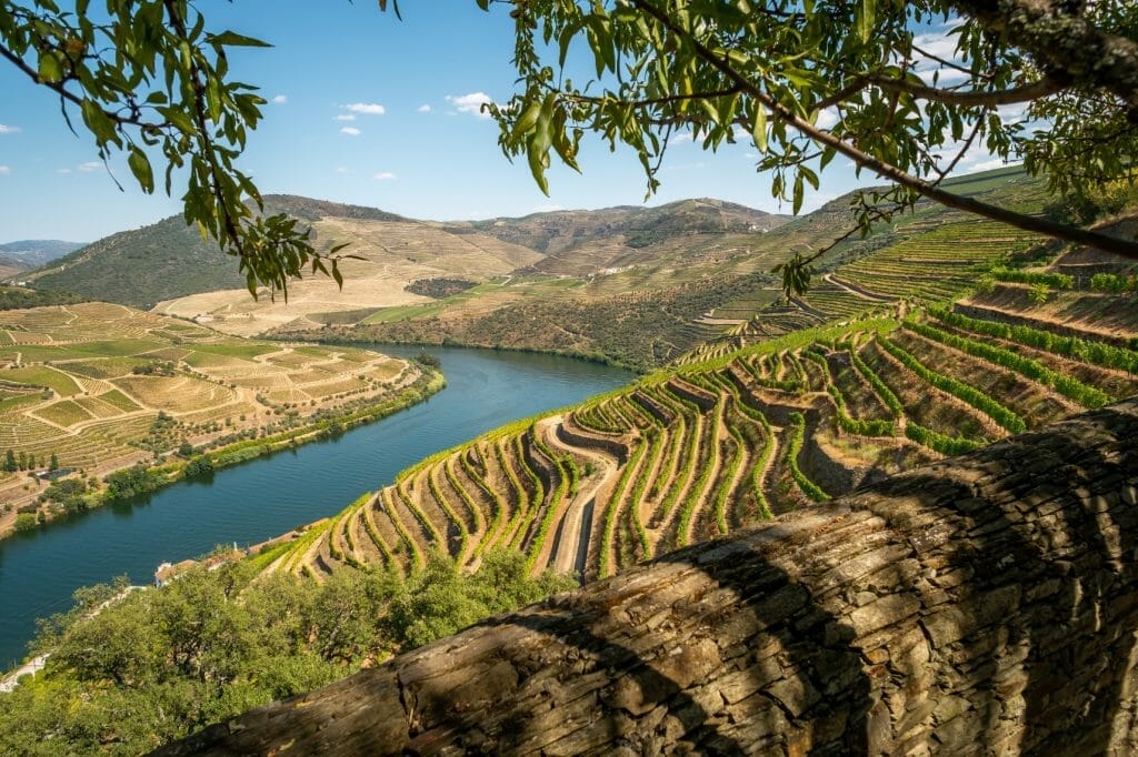 Schist terraces of vines stepping down to a bend in the Douro River, seen from above the valley road, Portugal