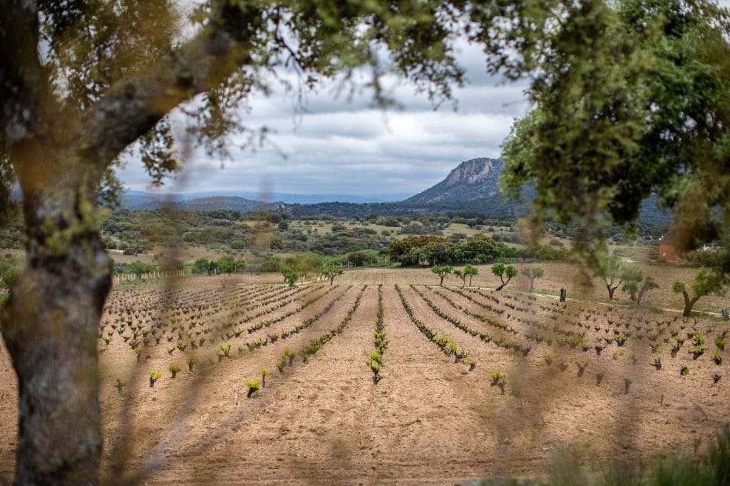 Young vines on a wine estate in the Madrid wine region, Spain