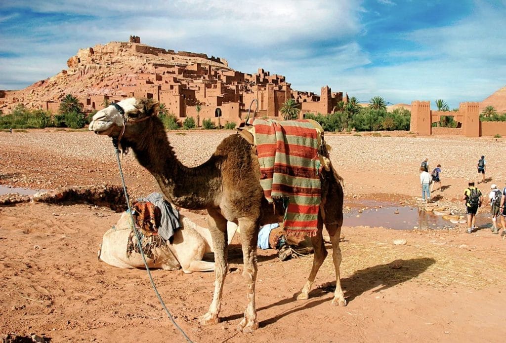 A camel with a striped blanket stands on sandy ground near an ancient mud-brick fortress, where Magical Spain, Portugal & Morocco have earned awards & media mentions, with people and another camel in the background under a blue sky.