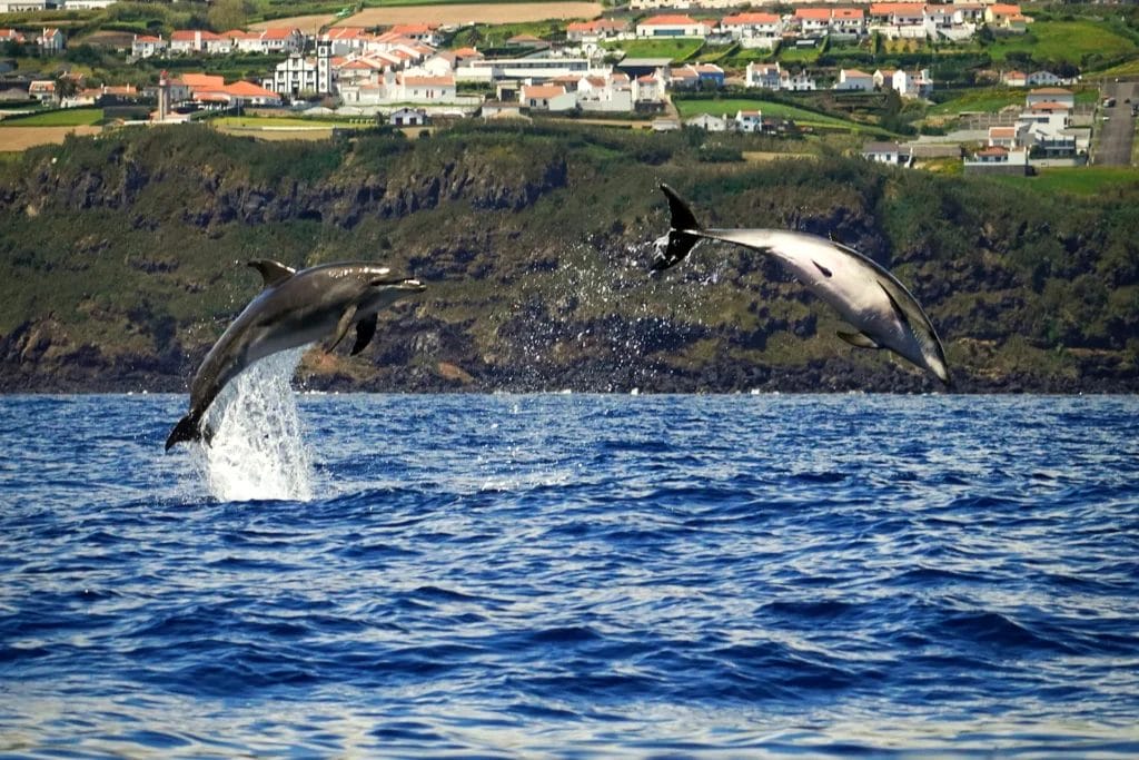 Two dolphins leaping from the deep blue Atlantic in front of the green coast of an Azorean island, Portugal