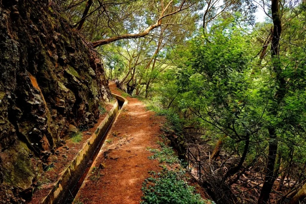 Footpath beside a levada irrigation channel through dense green forest on Madeira, Portugal